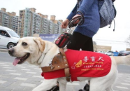 导盲犬是什么狗,忠诚守护视障人士的“光明伙伴”